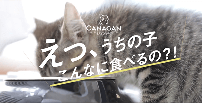 カナガン キャットフード 猫用品 | vfv-wien.at