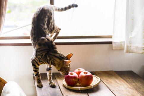 猫　リンゴ