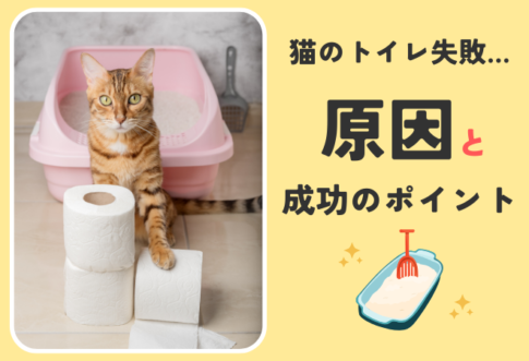 猫のトイレ失敗の原因と成功のポイント