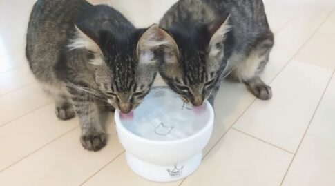 水を飲む2匹の猫