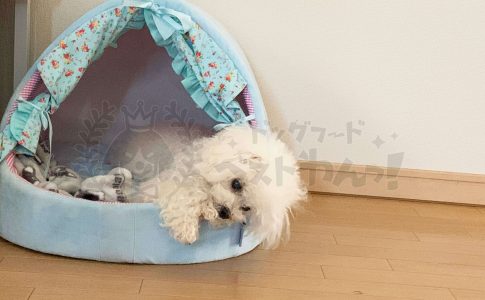 犬の生理はなぜ起きるの その理由や飼い主が気をつけるべきことを解説