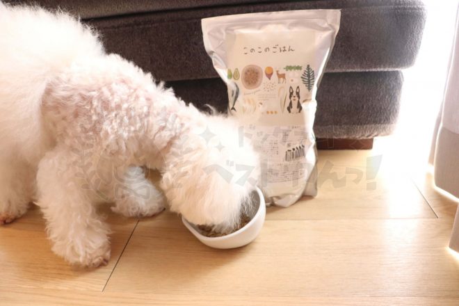 このこのごはんドッグフードを食べるトイプードル