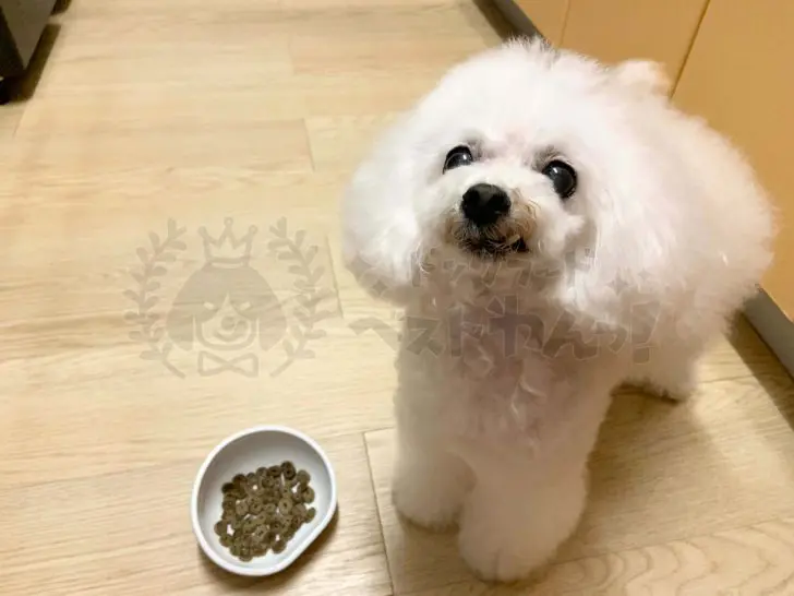 ドッグフードをふやかすメリットと注意点を押さえて犬の健康を増進しよう