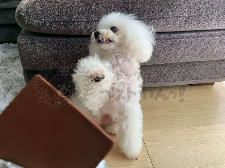 犬がチョコレートを食べてはならないのは理由とは 飼い主にできる対処法