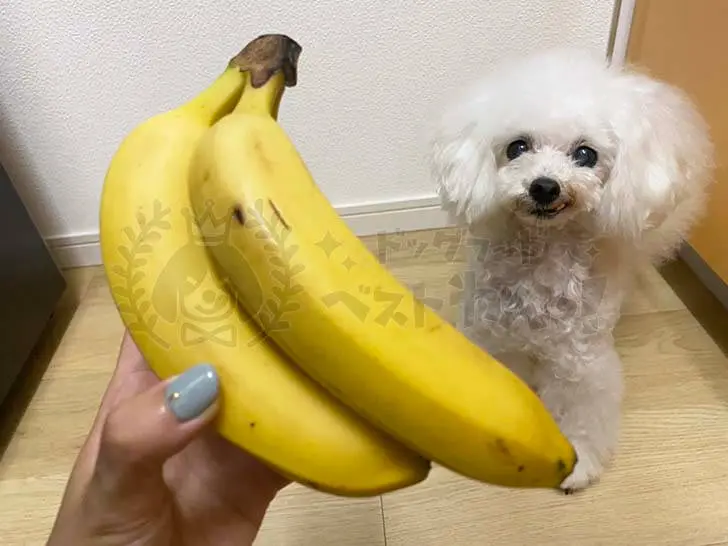 犬にバナナを与えても大丈夫 バナナの与え方と気をつけたいポイント