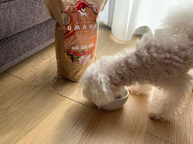 UMAKAドッグフードを犬が食べている写真