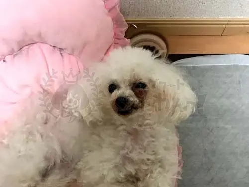犬に涙やけできてしまう理由とは 原因と改善方法はこれ