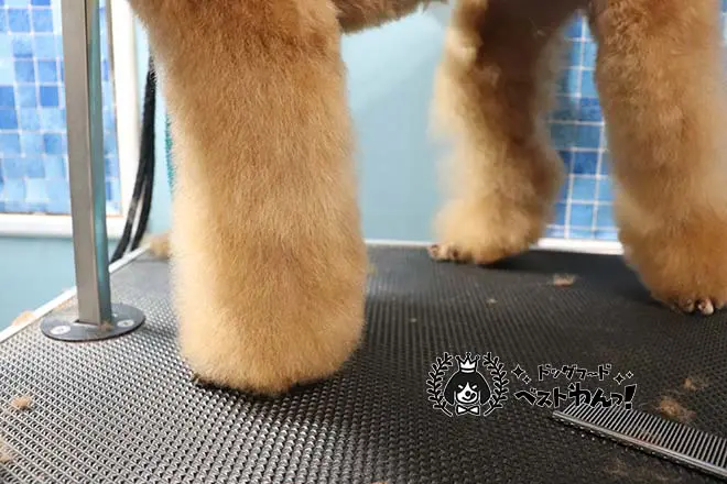 トイプードル人気カット集21年最新版 現役トリマーがおすすめの注文方法も伝授 Dog Salon Starsea