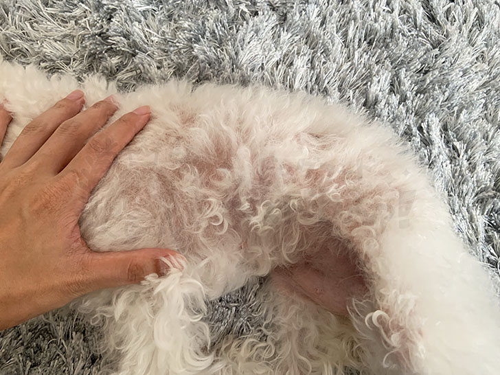 犬のヘルニアの原因とは 予防方法も動物取扱責任者が解説