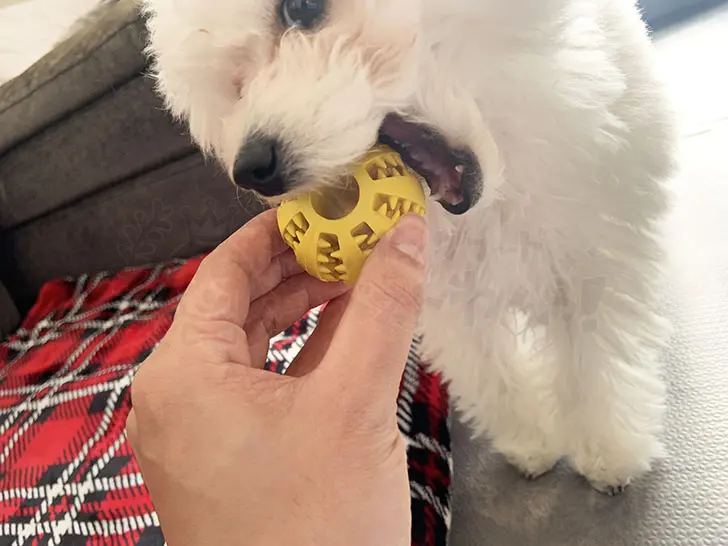 どうして噛むの 愛犬の噛み癖の理由や治し方 まとめました