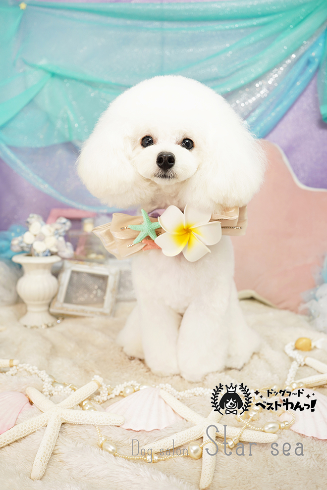 トイプードル人気カット集22年最新版 現役トリマーがおすすめの注文方法も伝授