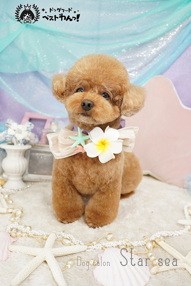 トイプードル人気カット集22年最新版 現役トリマーがおすすめの注文方法も伝授