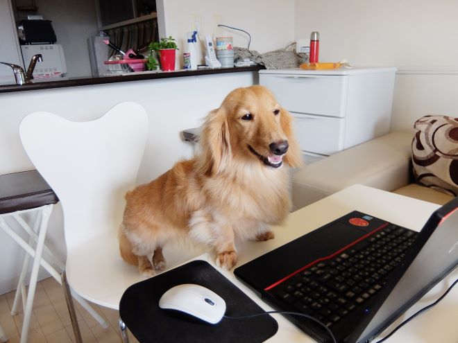 犬とパソコン