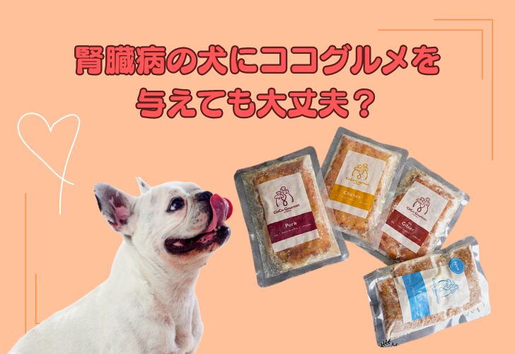 ココグルメは腎臓病の犬でも食べられる？食材や成分に問題はないか徹底