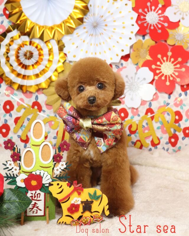 トイプードル人気カット集22年最新版 現役トリマーがおすすめの注文方法も伝授 Dog Salon Starsea