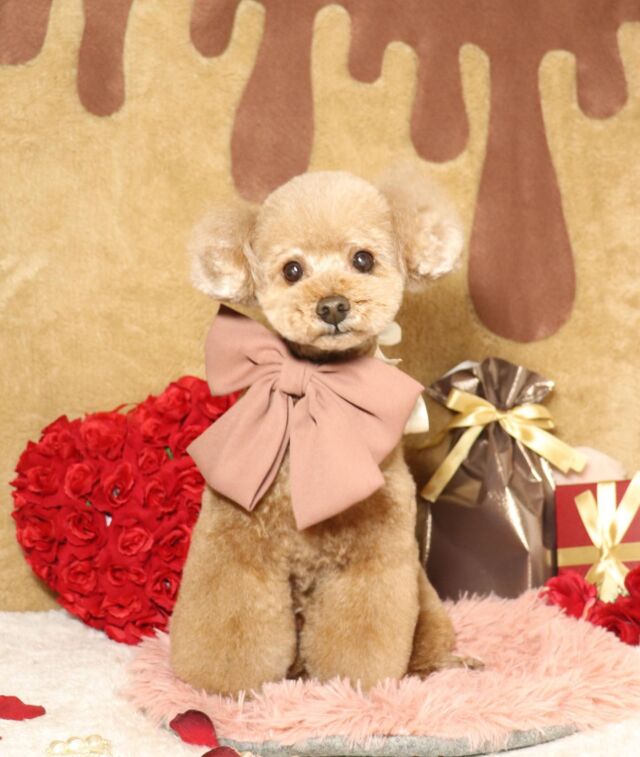 トイプードル人気カット集22年最新版 現役トリマーがおすすめの注文方法も伝授 Dog Salon Starsea