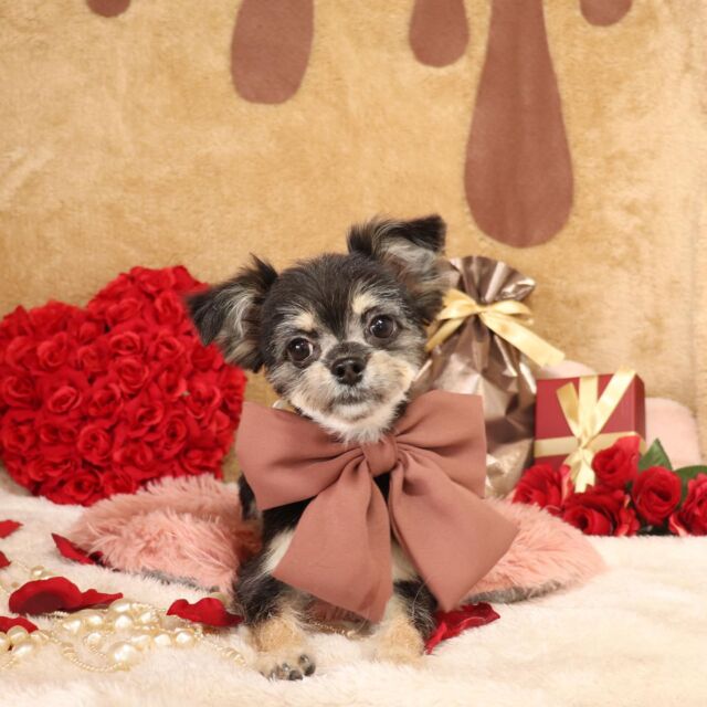 トイプードル人気カット集22年最新版 現役トリマーがおすすめの注文方法も伝授 Dog Salon Starsea