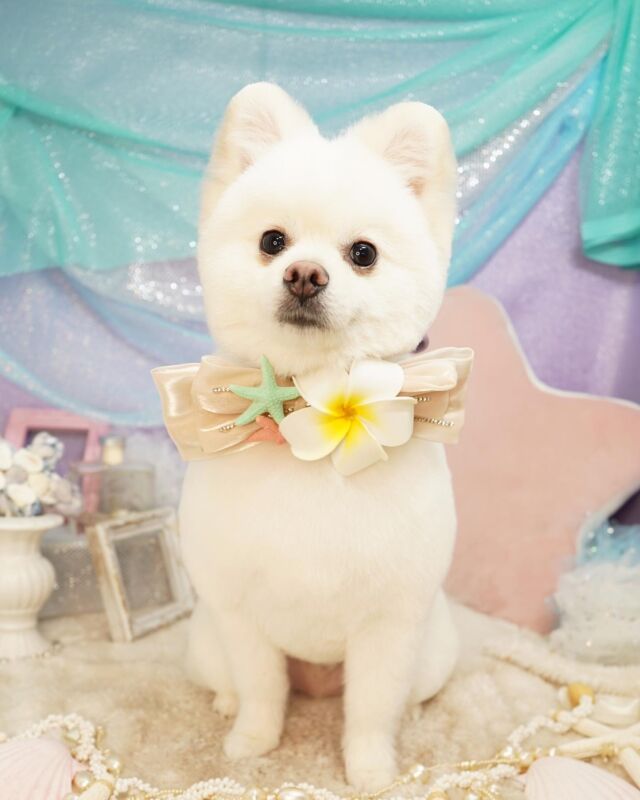 チワワの人気カット集22年最新版 現役トリマーおすすめのスタイルを紹介 Dog Salon Starsea