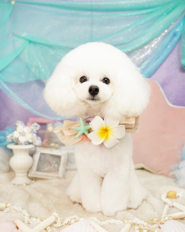トイプードル人気カット集22年最新版 現役トリマーがおすすめの注文方法も伝授 Dog Salon Starsea
