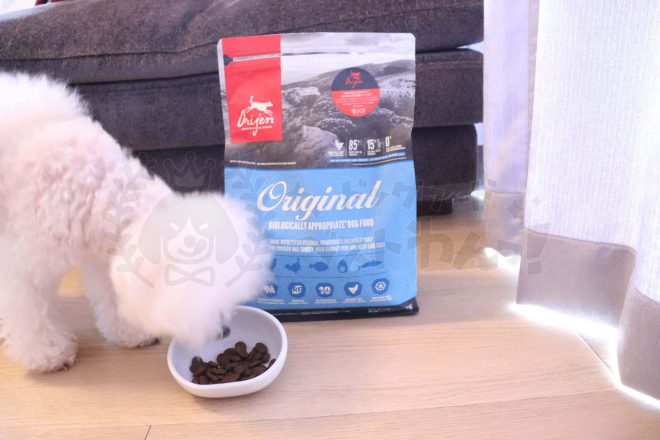 オリジンドッグフードを食べるトイプードル