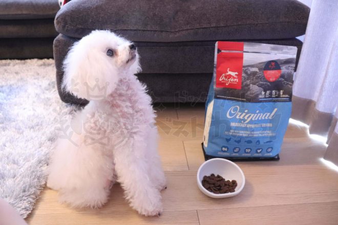 オリジンドッグフードを待つトイプードル