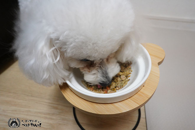 ココグルメを食べるトイプードル