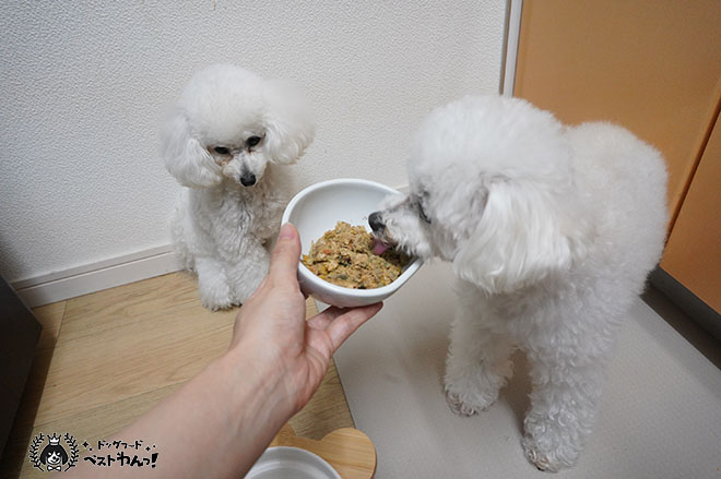 ココグルメを食べる老犬のトイプードル