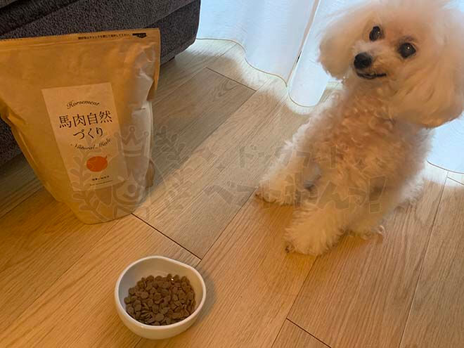 馬肉自然づくりを食べようとしている犬