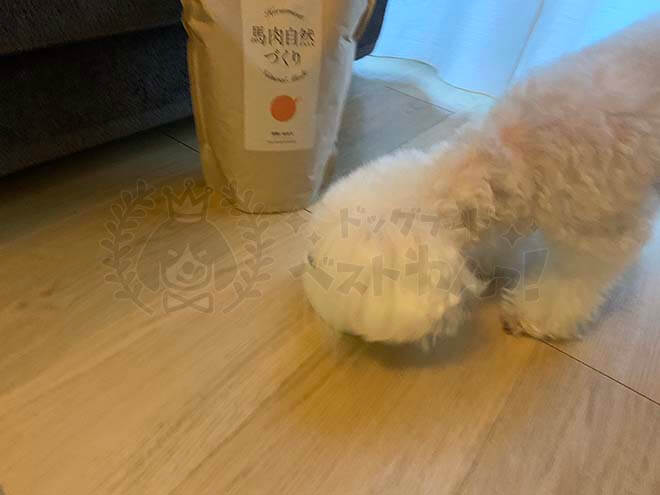 馬肉自然づくりを食べている犬