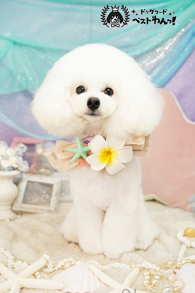 愛犬の涙やけ対策後