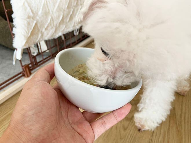 キドニーレシピを食べる犬