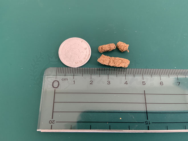 ペルシアドッグフードの