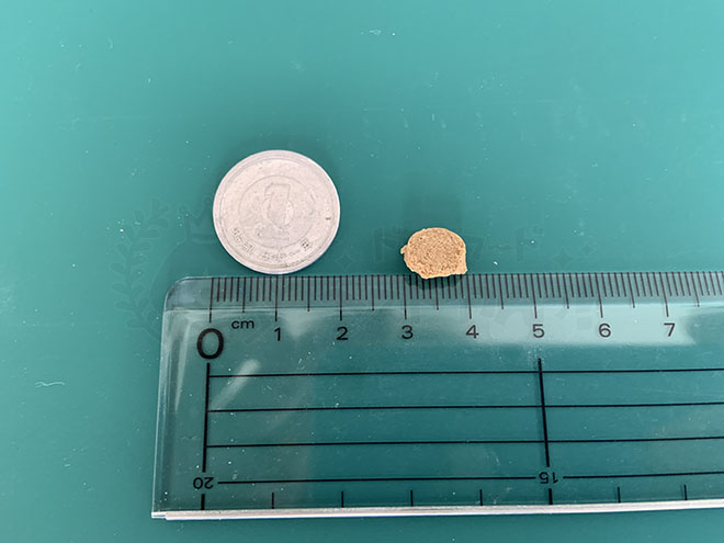 ポンポンデリドッグフードの粒の大きさ