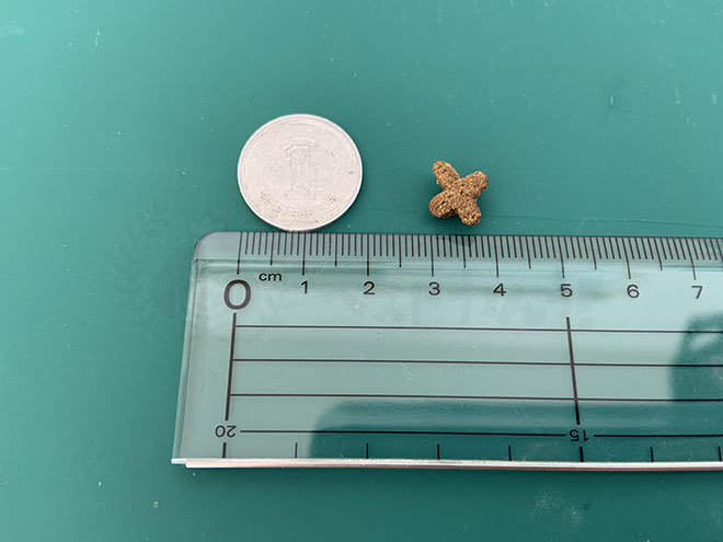 ペロリコドッグフードライトのサイズ