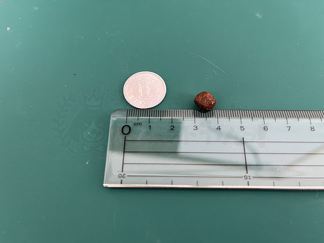 ミシュワンドッグフードの粒のサイズ