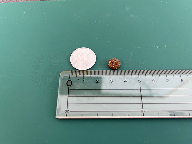 シーザードッグフードの粒の大きさ