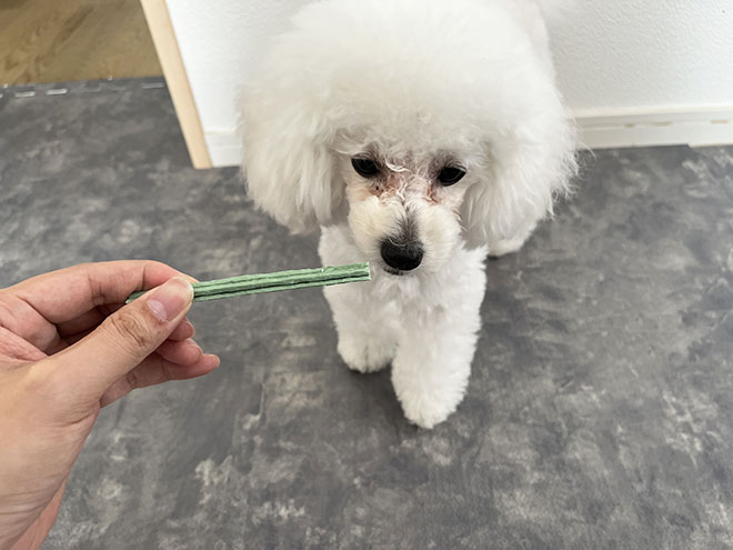 ドクターワンデルを試している子犬