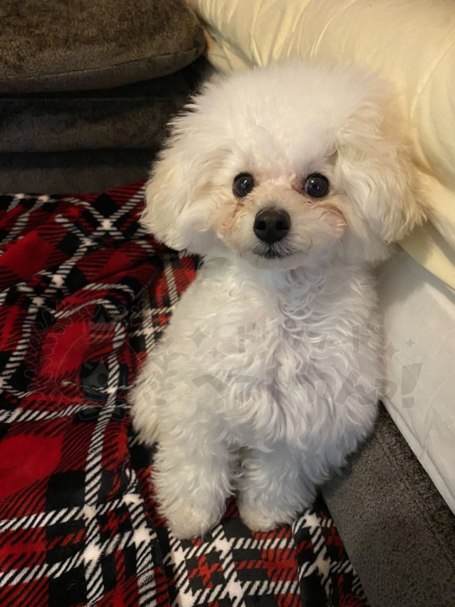 愛犬の涙やけ対策前