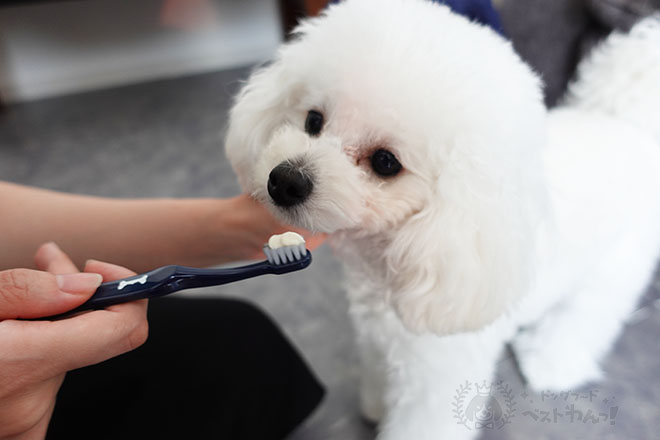 トイプードルにバウデントを試す