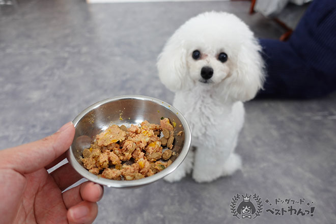 ウェルフードッグフードを食べたそうに見つめるトイプードル