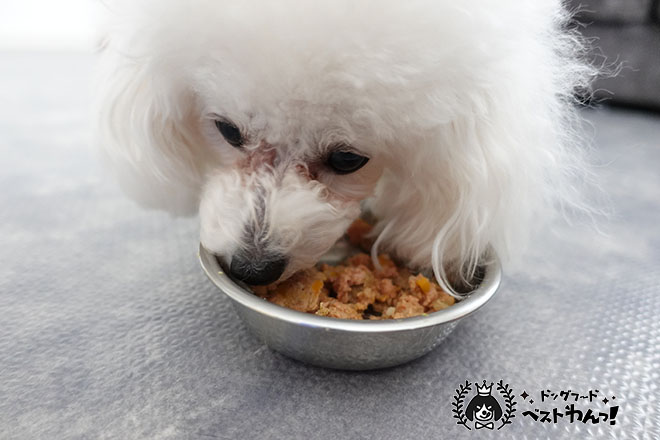 ウェルフードッグフードを食べるトイプードル