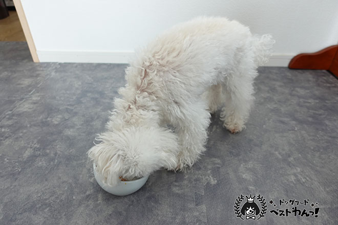 ウェルフードッグフードを食べる老犬