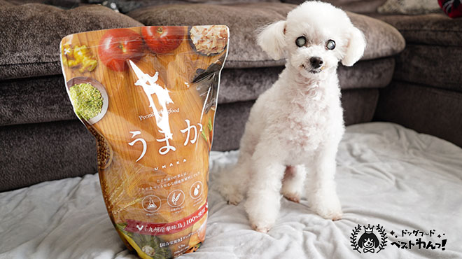 うまかドッグフードと老犬のトイプードル