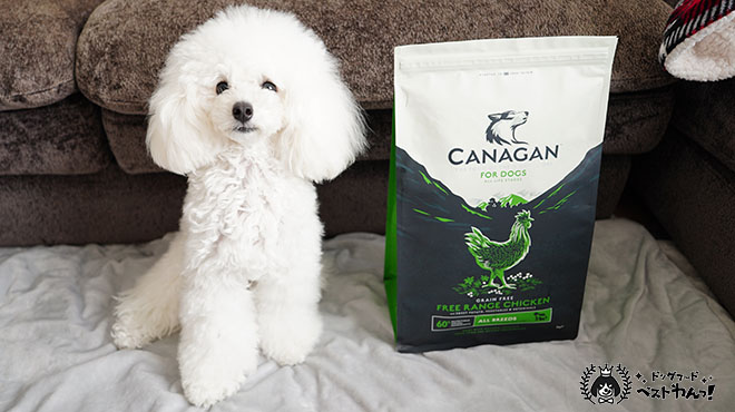 カナガンドッグフードと子犬のトイプードル