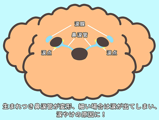 鼻涙管の分かりやすい表