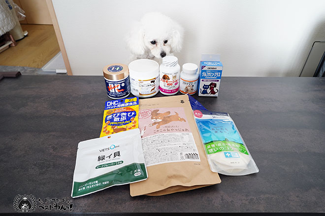 犬の関節サプリを見るトイプードル