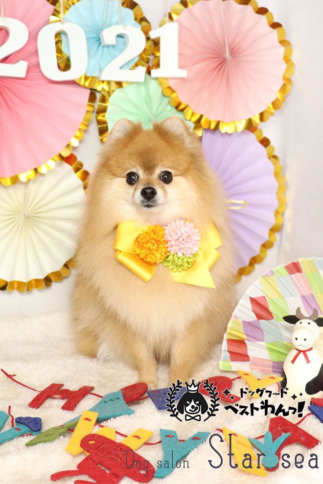 ポメラニアンそろえるカット正面