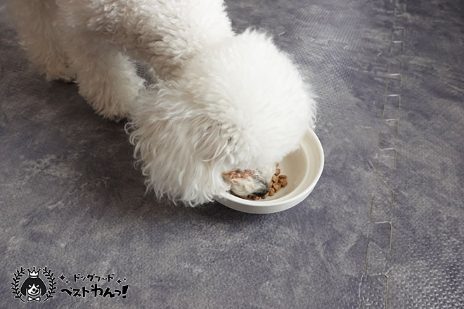 ドッグフード工房を食べるトイプードル