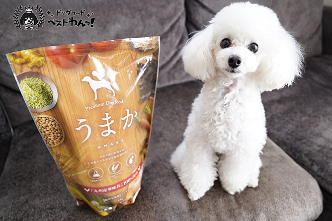トイプードルにおすすめの国産ドッグフード