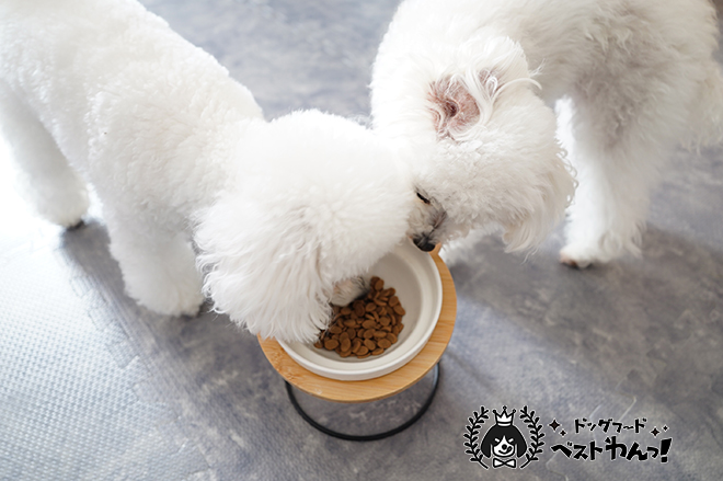 うまかドッグフードの食いつき